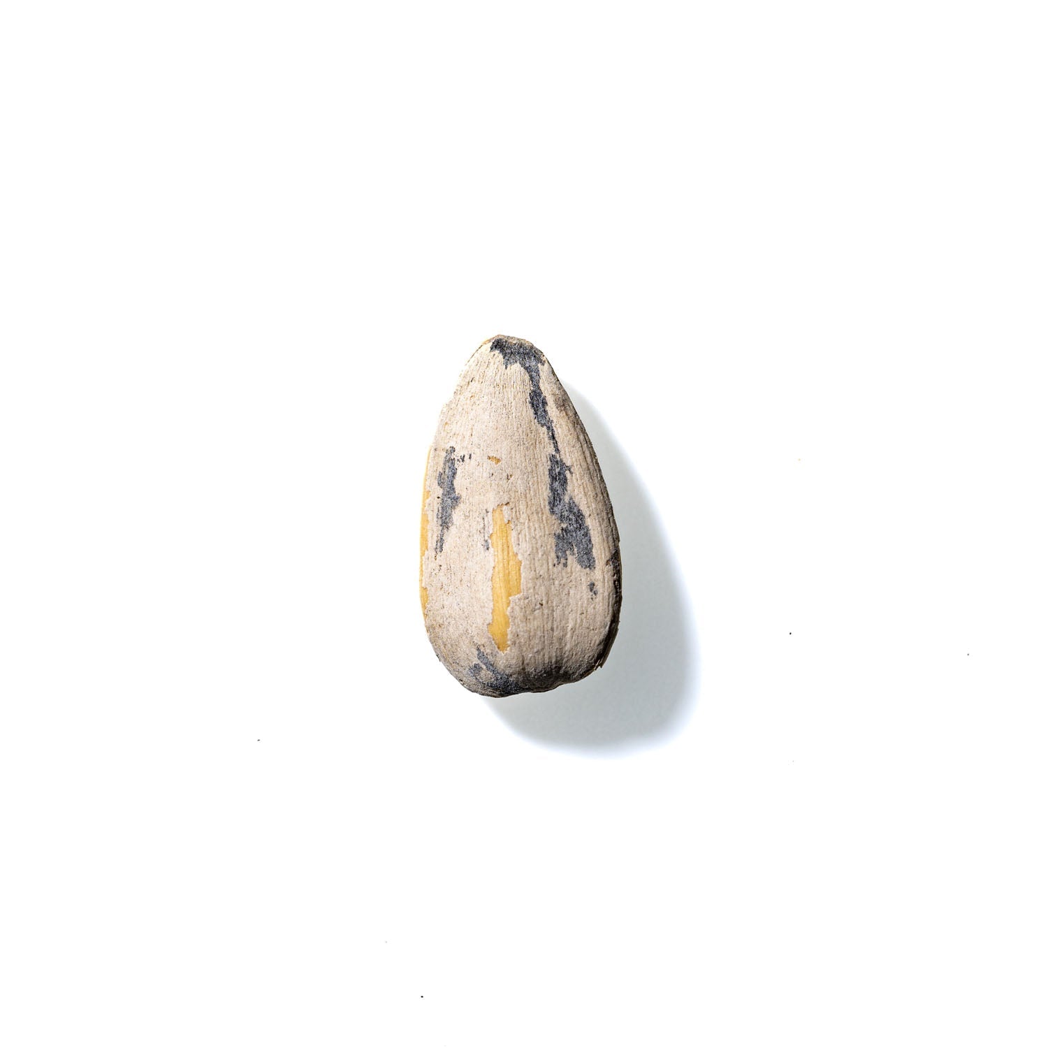 Sunflower Seed No. 174