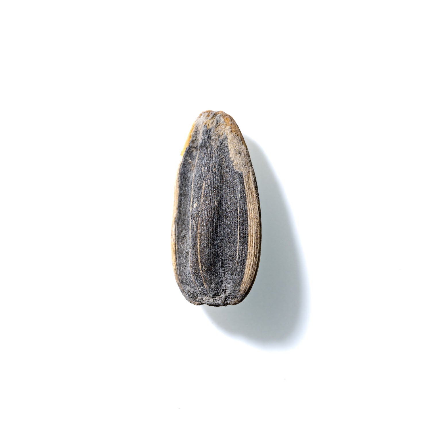 Sunflower Seed No. 176