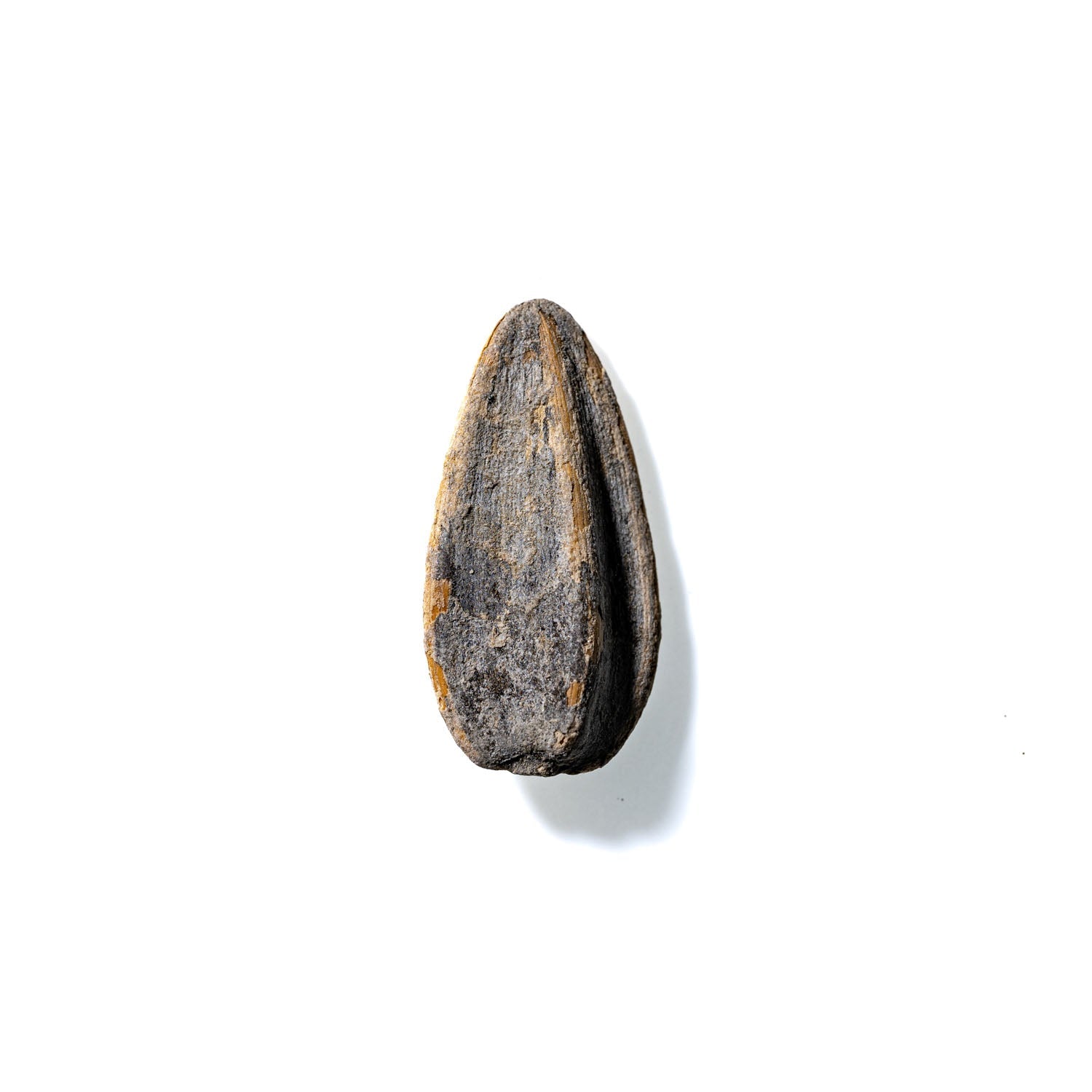 Sunflower Seed No. 188