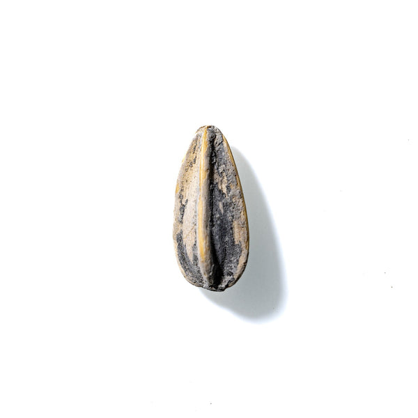 Sunflower Seed No. 193