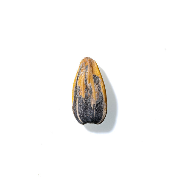 Sunflower Seed No. 206