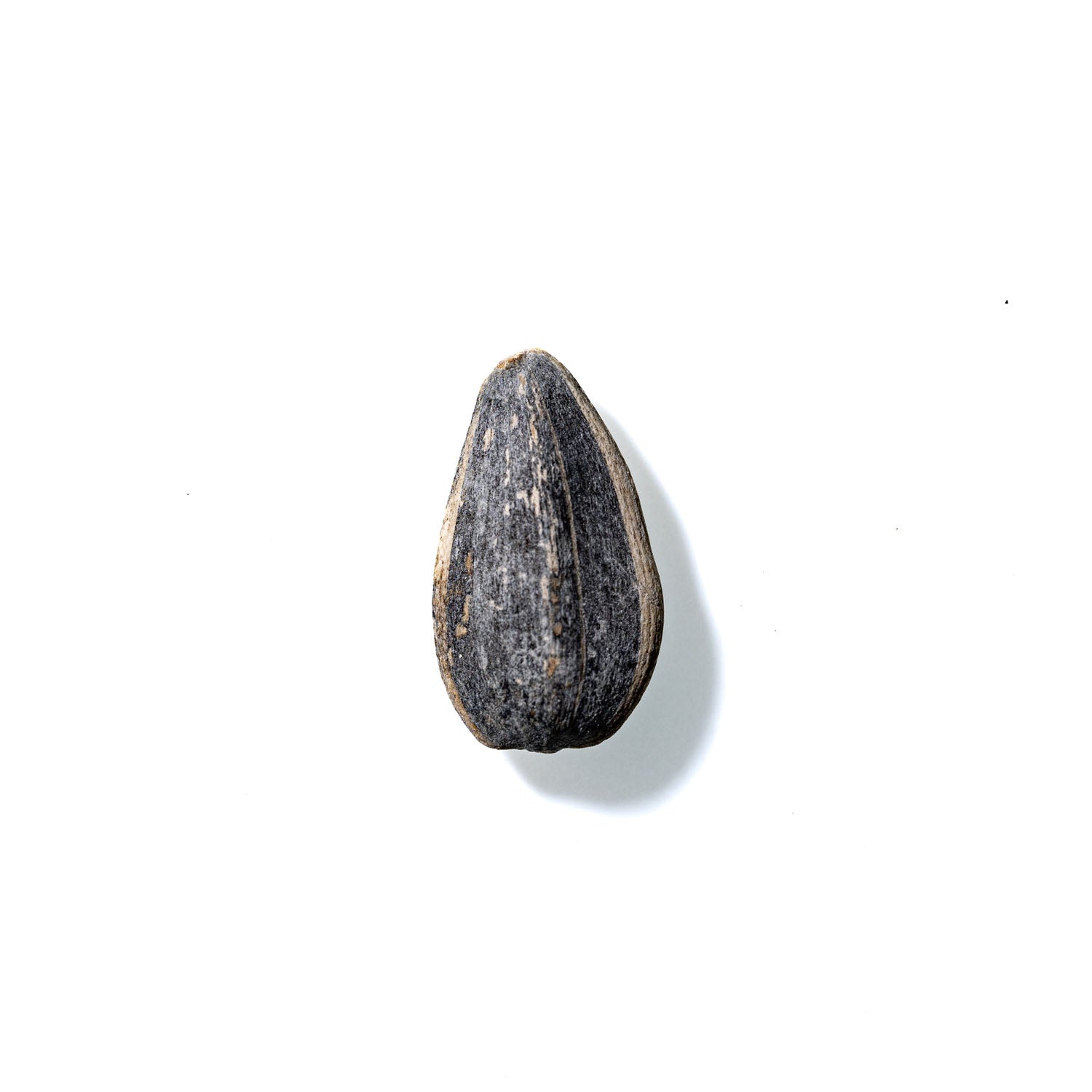 Sunflower Seed No. 208