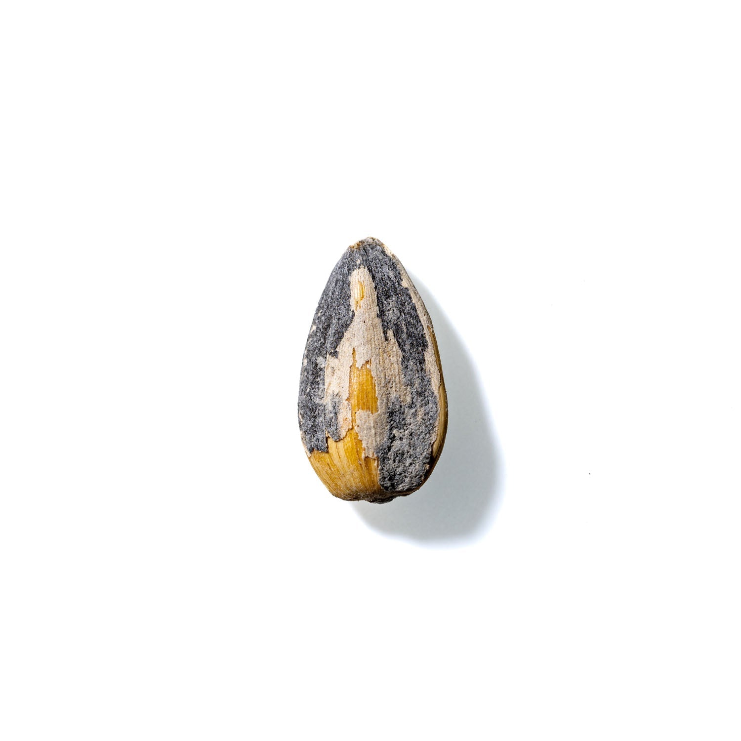 Sunflower Seed No. 214