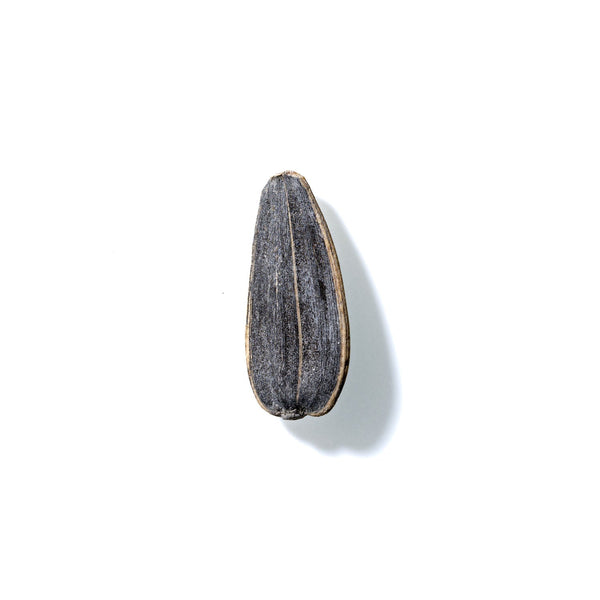 Sunflower Seed No. 228