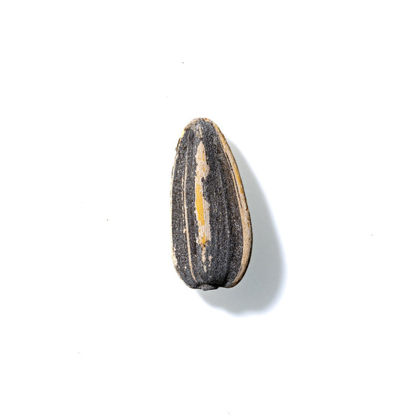 Sunflower Seed No. 241