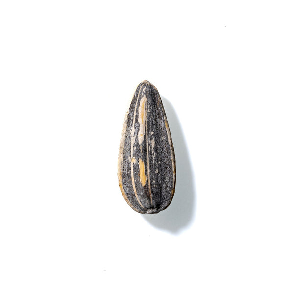 Sunflower Seed No. 256