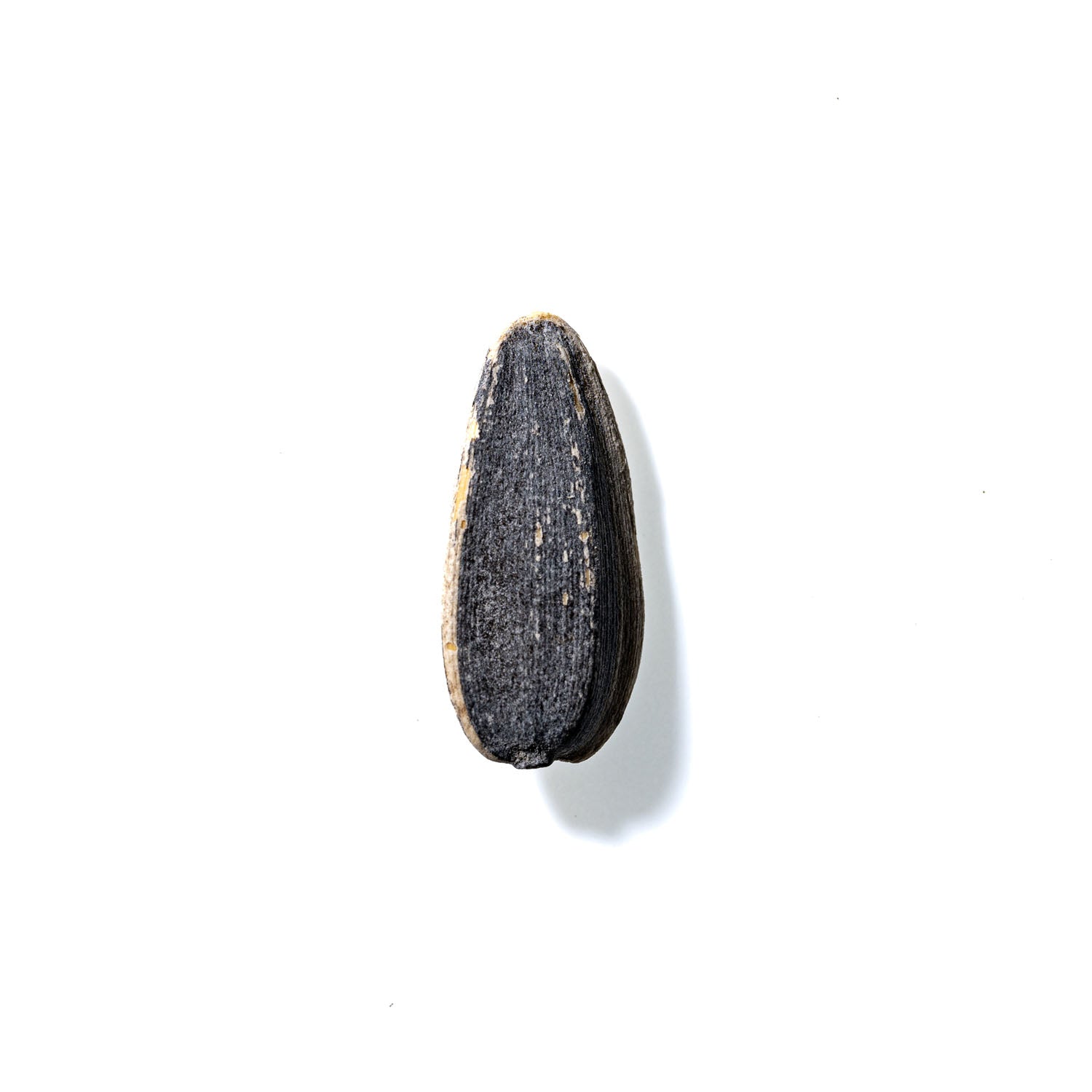 Sunflower Seed No. 262