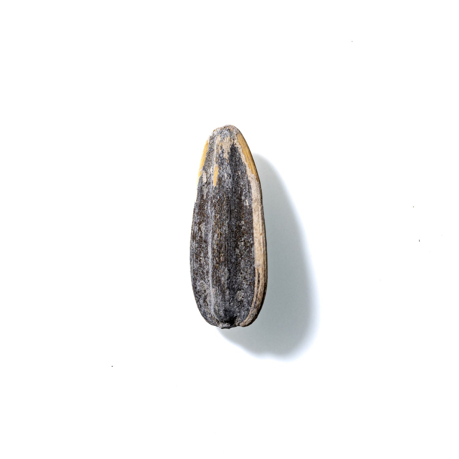 Sunflower Seed No. 268