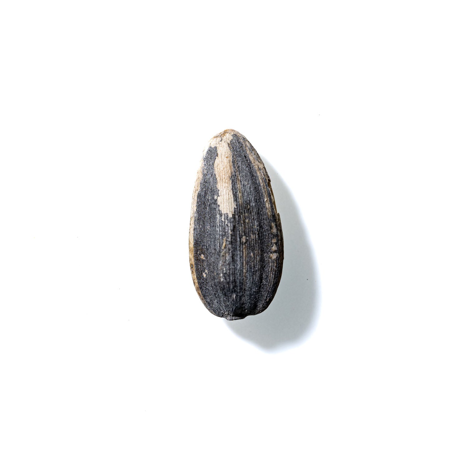 Sunflower Seed No. 274