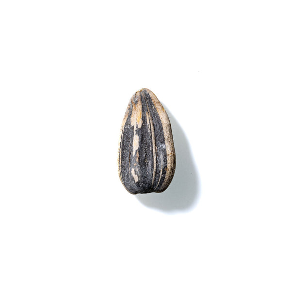 Sunflower Seed No. 277