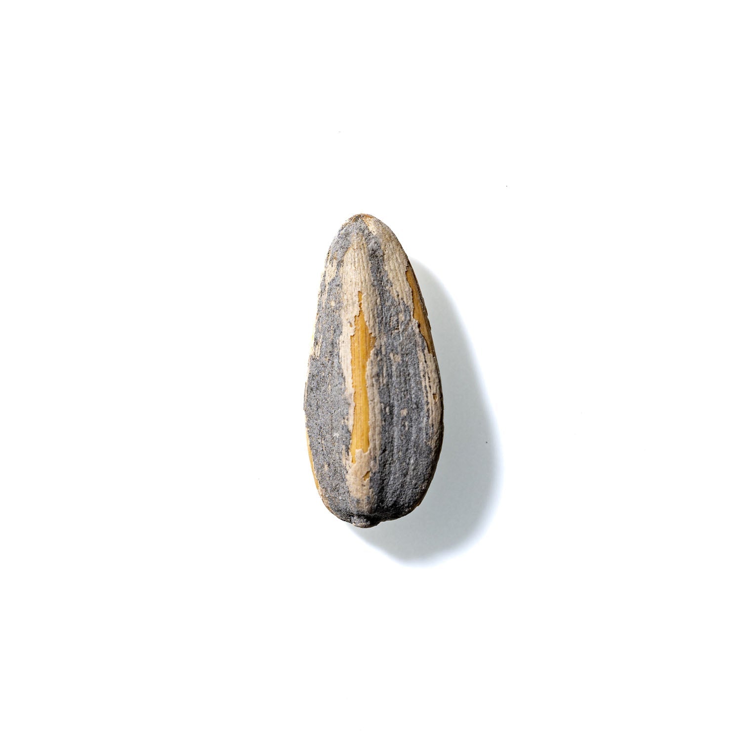 Sunflower Seed No. 279