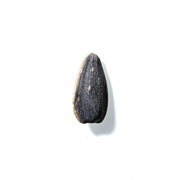 Sunflower Seed No. 283