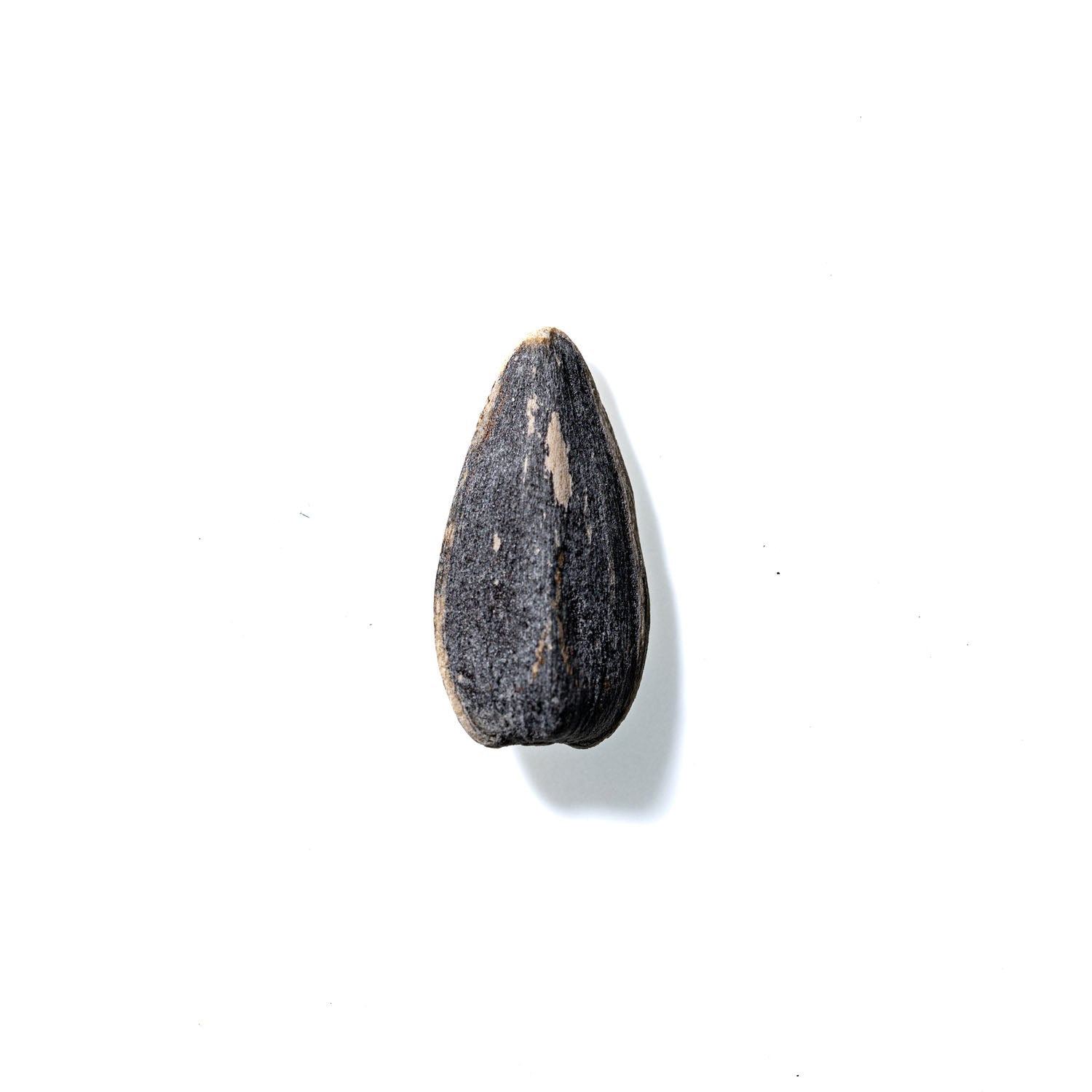 Sunflower Seed No. 284