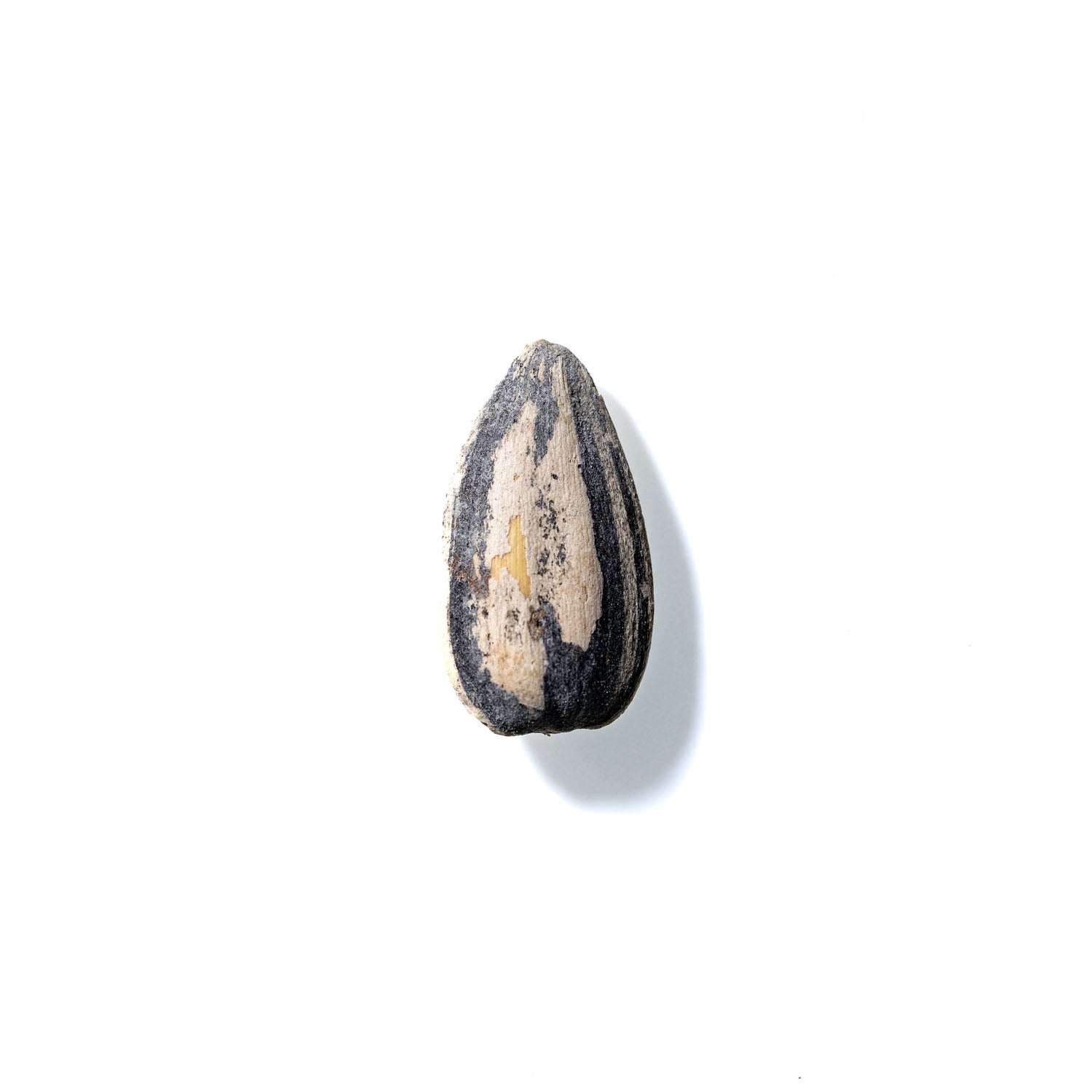 Sunflower Seed No. 285