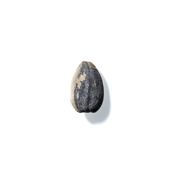 Sunflower Seed No. 288