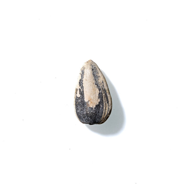 Sunflower Seed No. 291