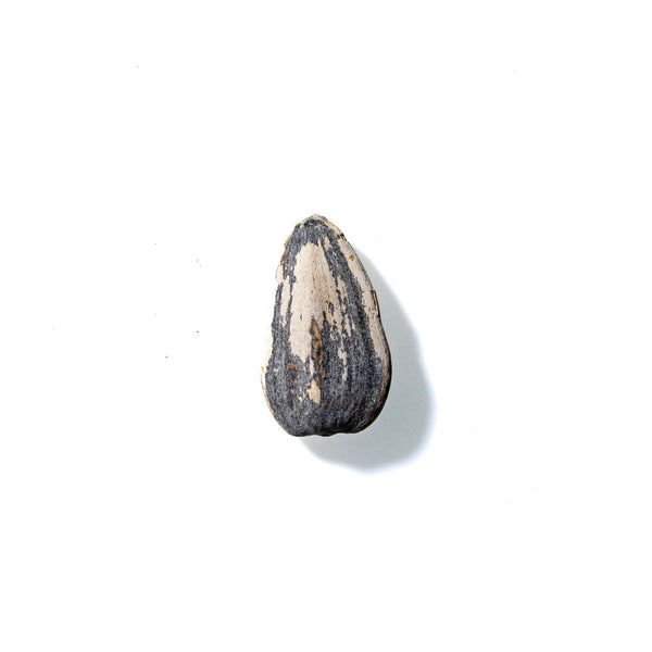 Sunflower Seed No. 294