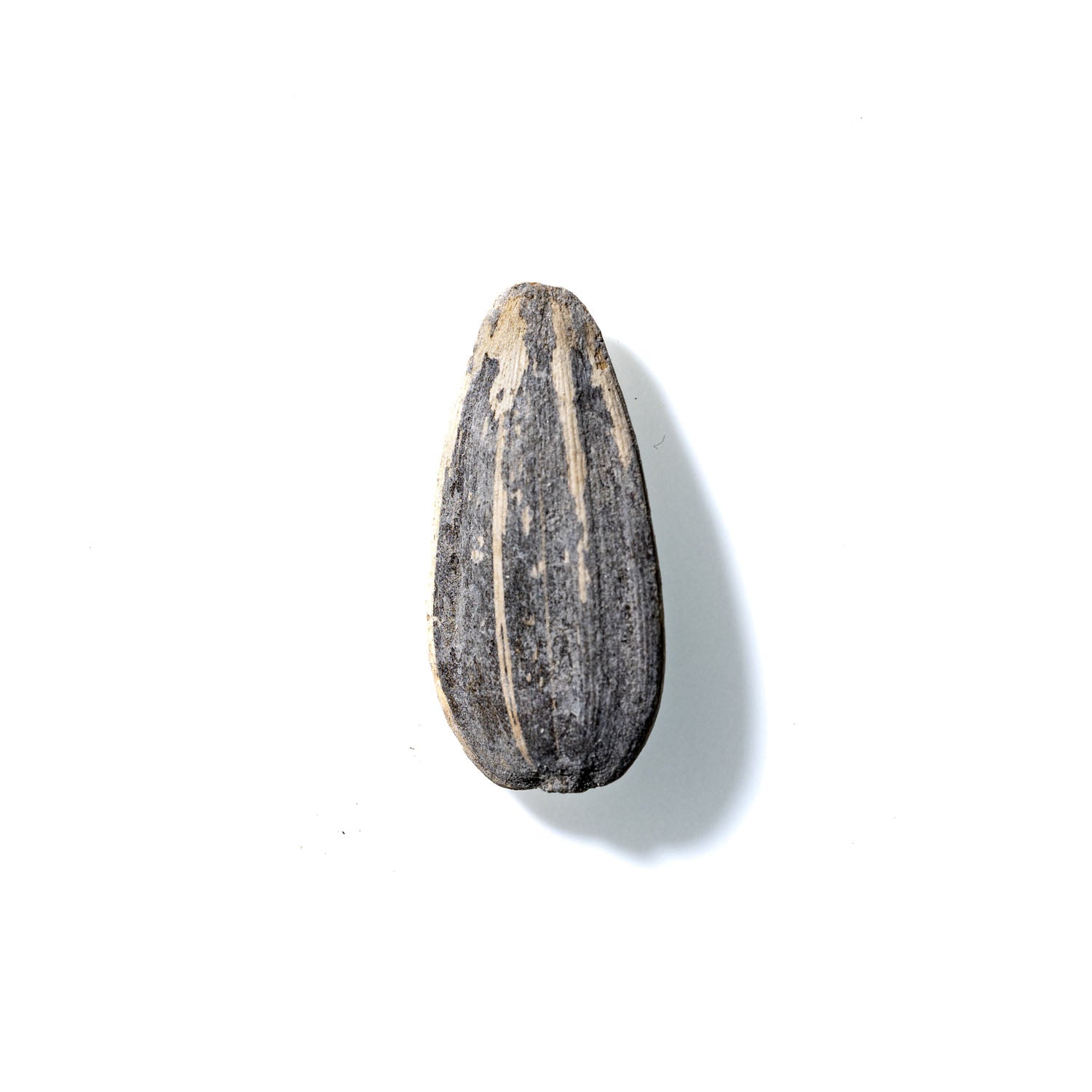 Sunflower Seed No. 295