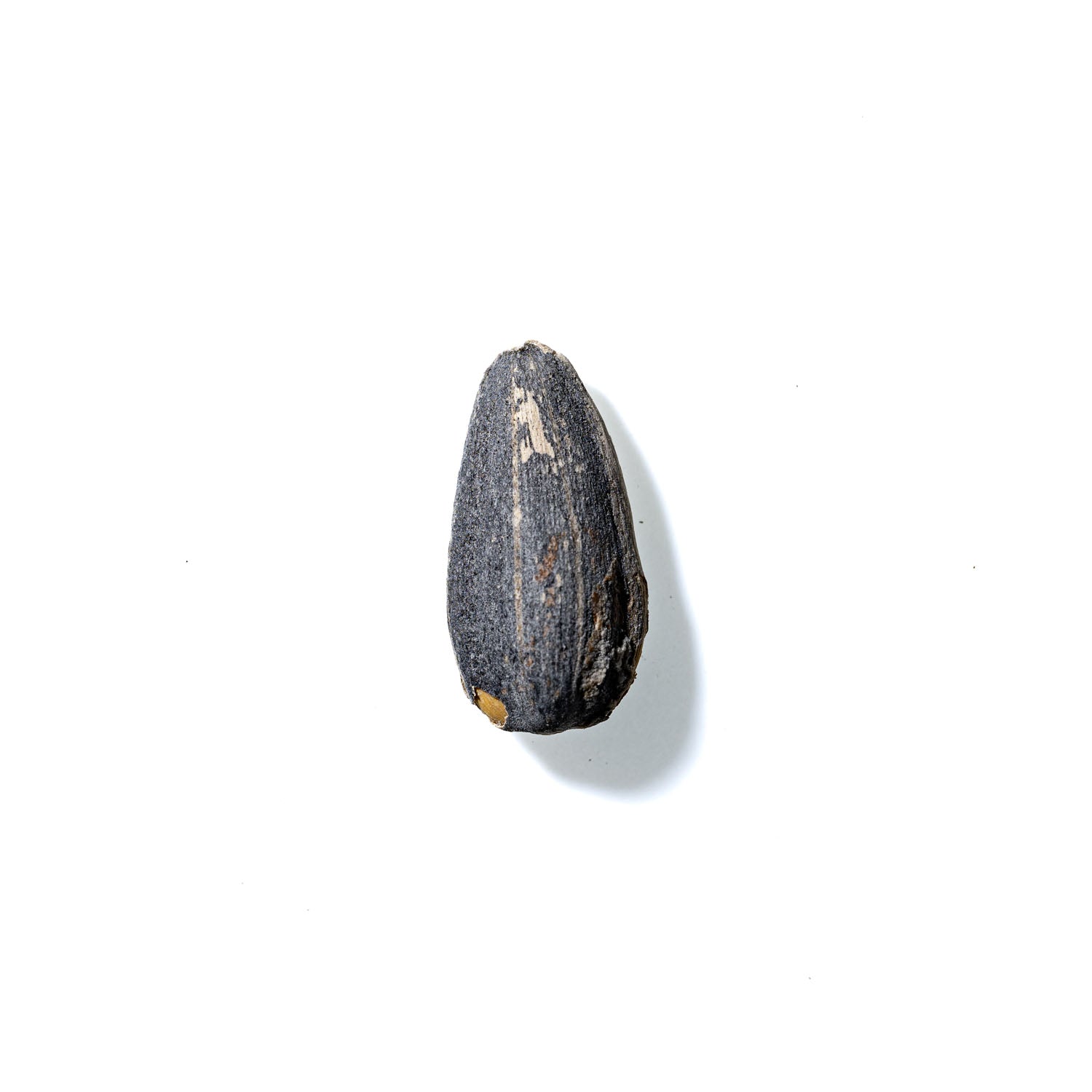 Sunflower Seed No. 298