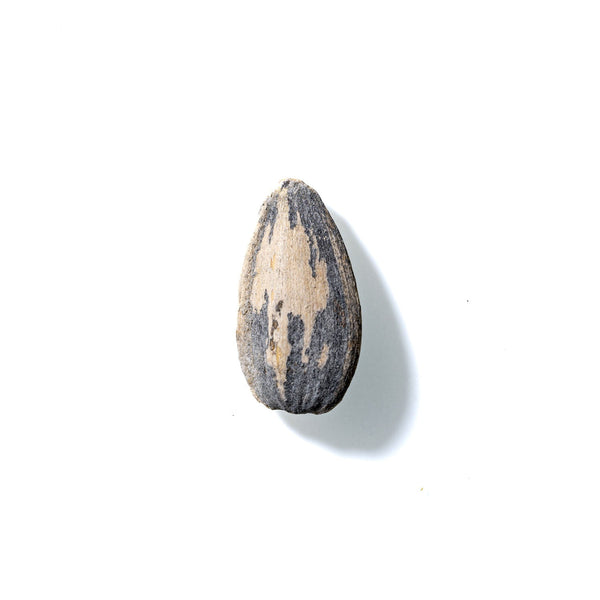 Sunflower Seed No. 307