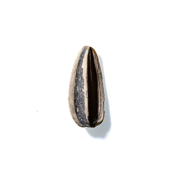 Sunflower Seed No. 314