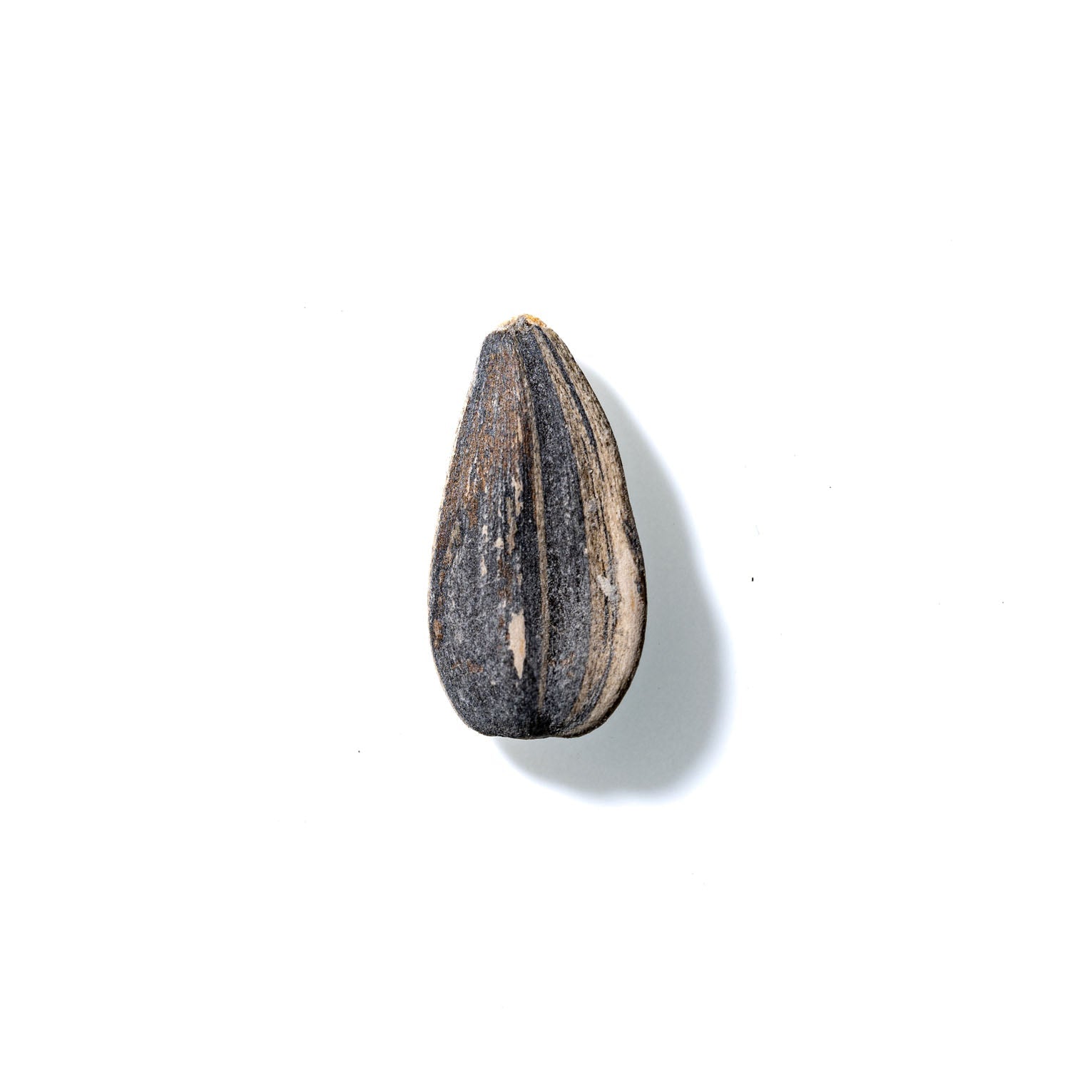 Sunflower Seed No. 316