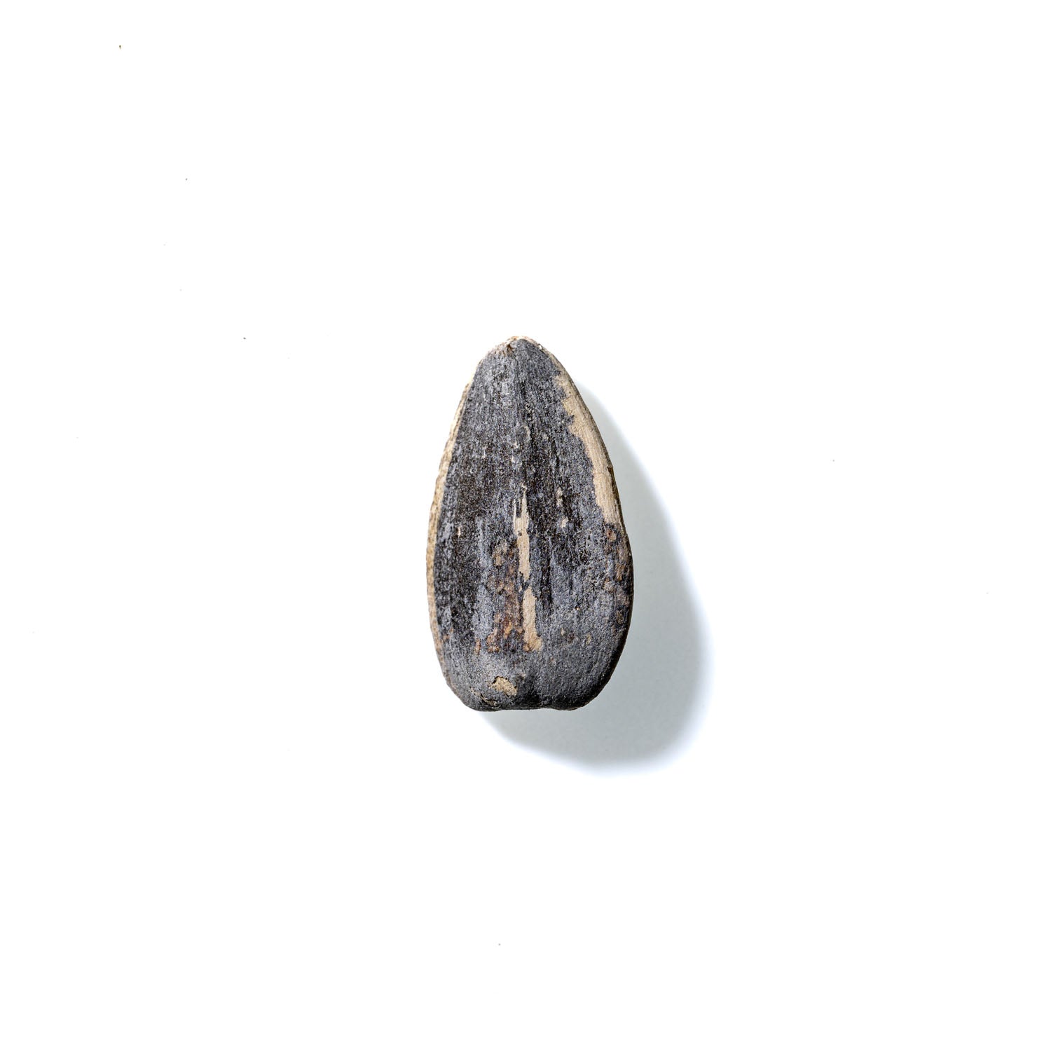 Sunflower Seed No. 322