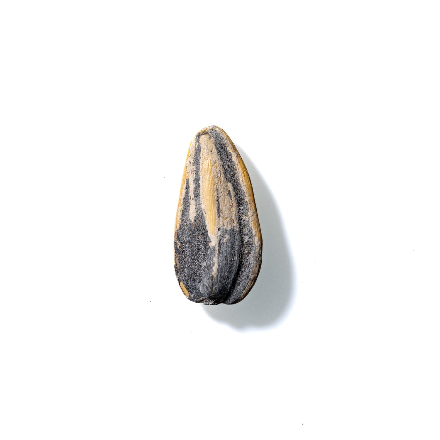 Sunflower Seed No. 330