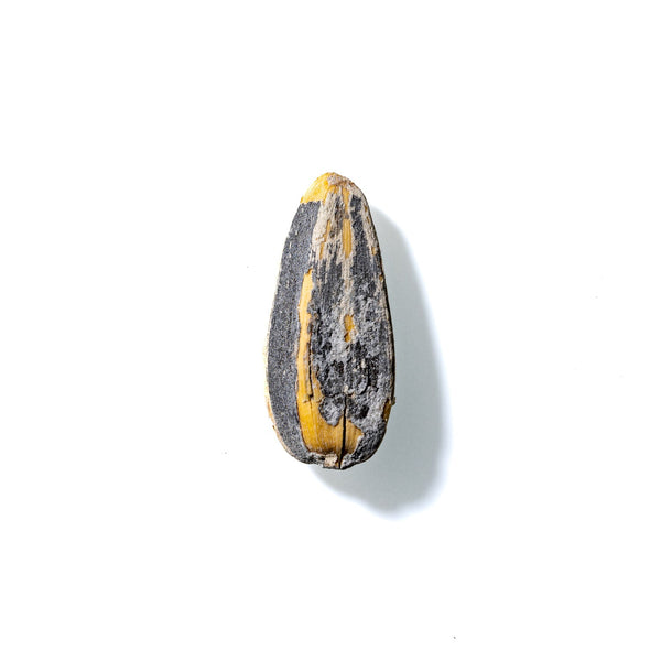 Sunflower Seed No. 331