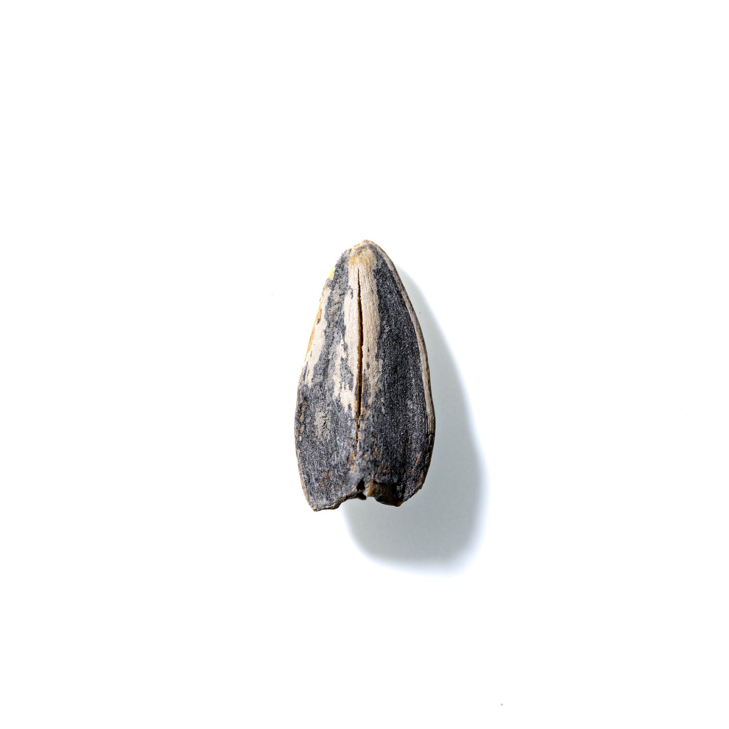 Sunflower Seed No. 332