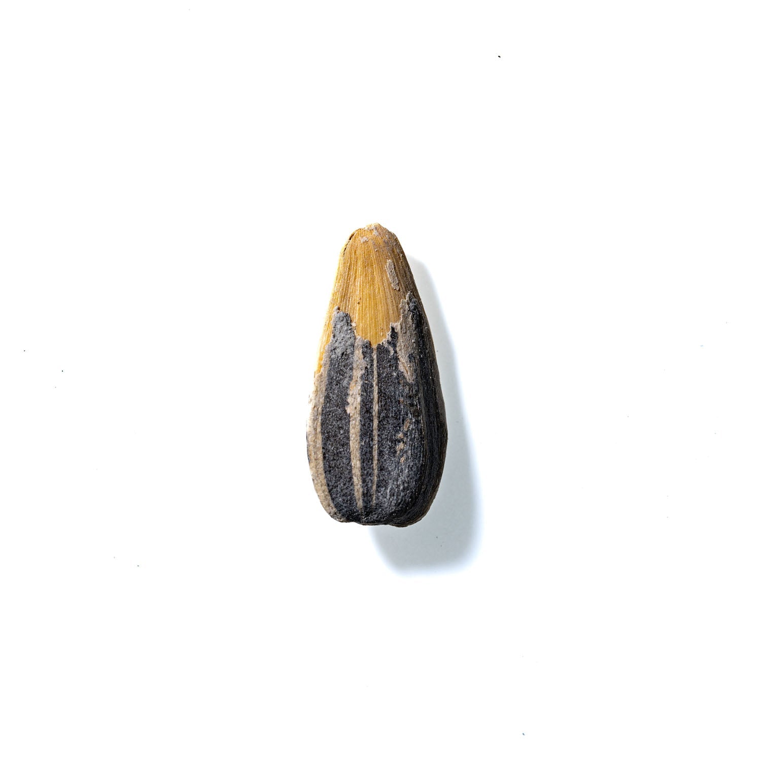 Sunflower Seed No. 336