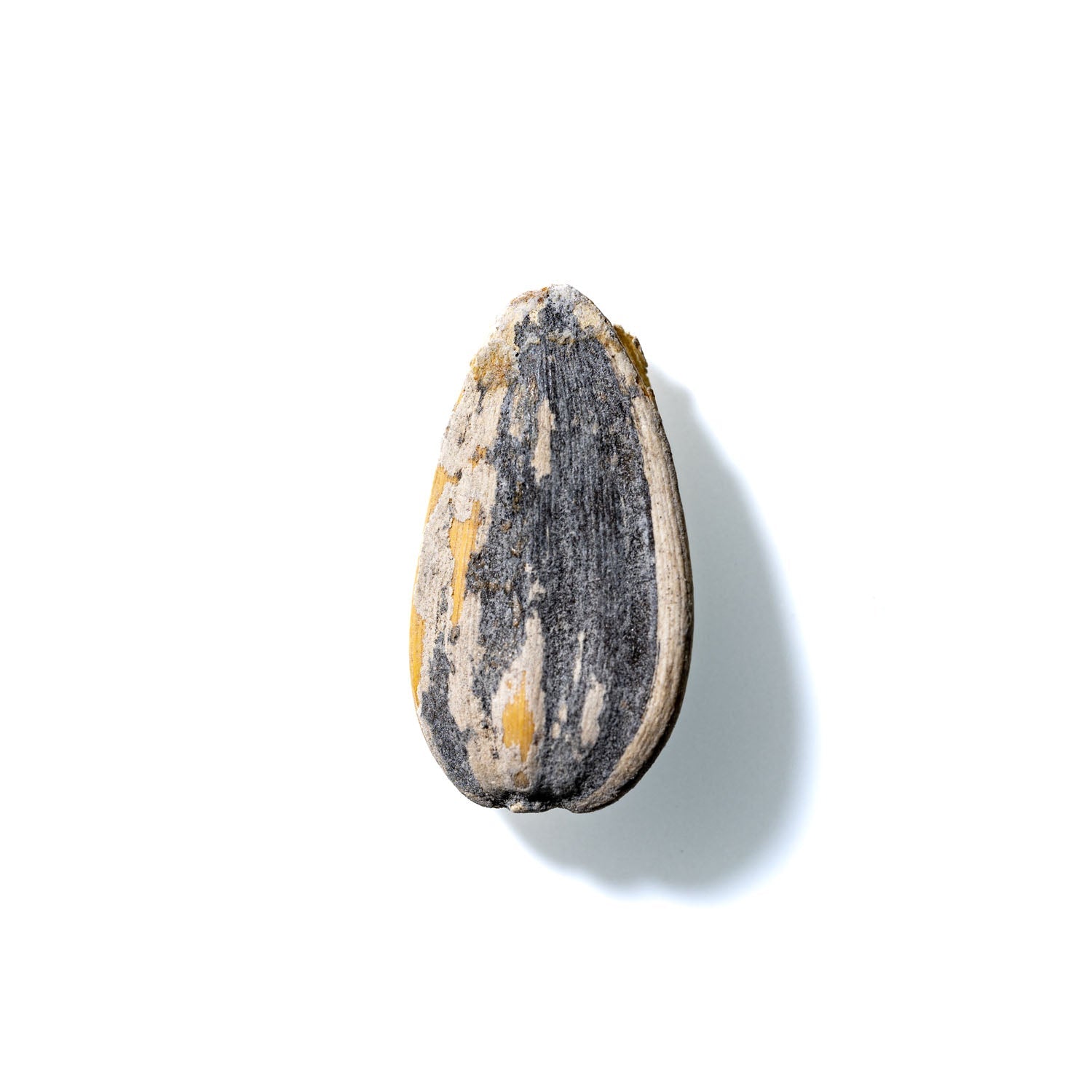 Sunflower Seed No. 341