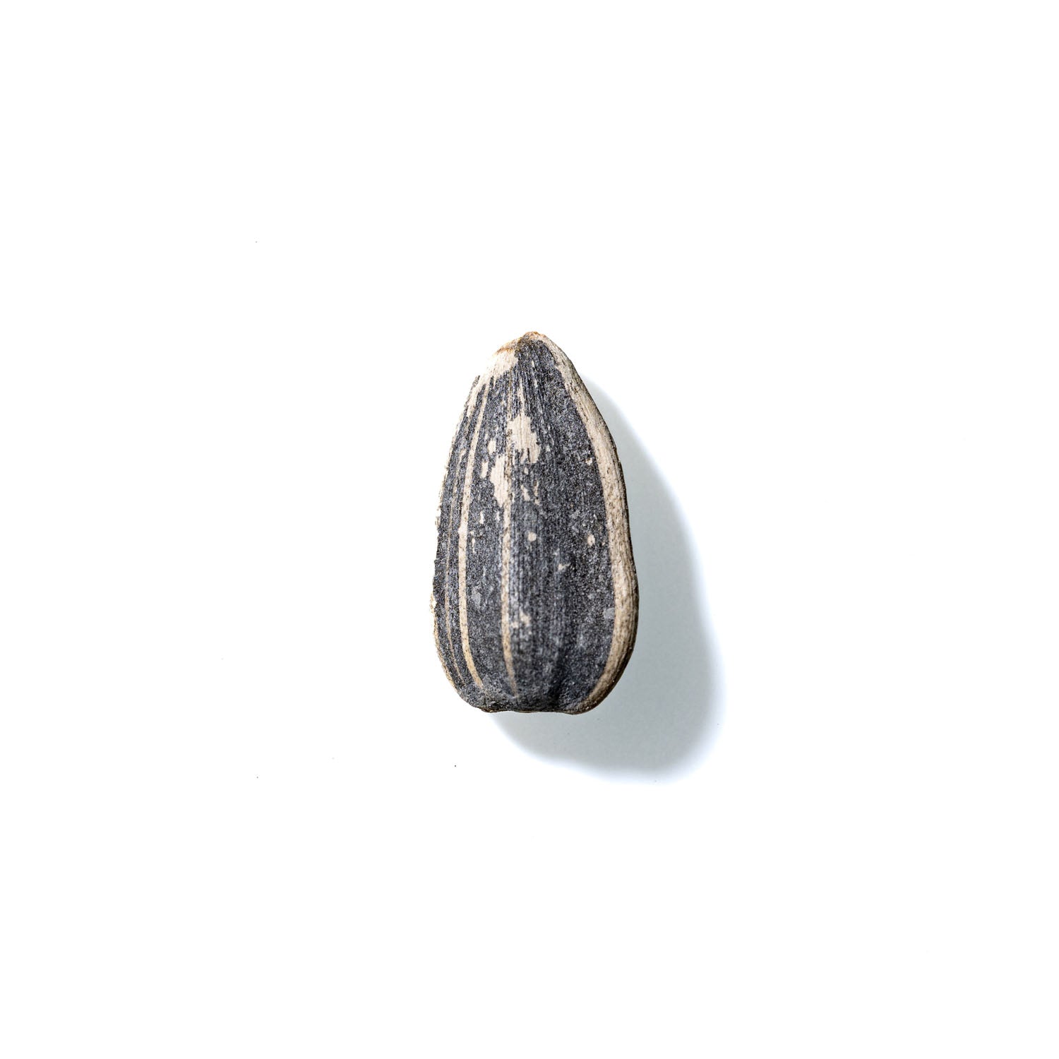 Sunflower Seed No. 346