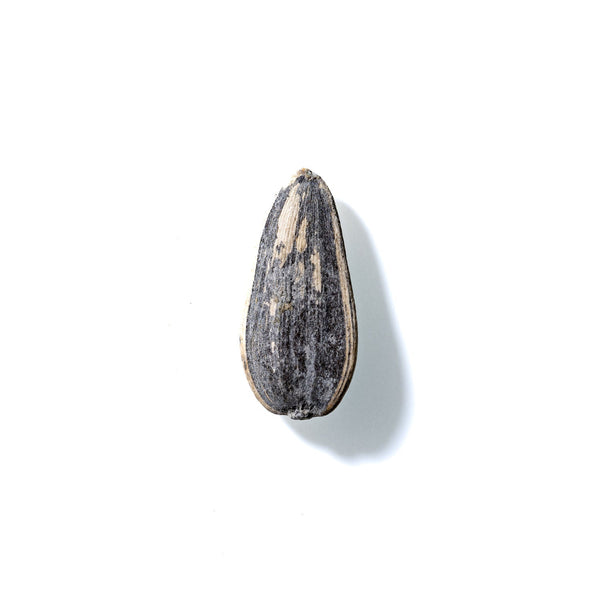 Sunflower Seed No. 348