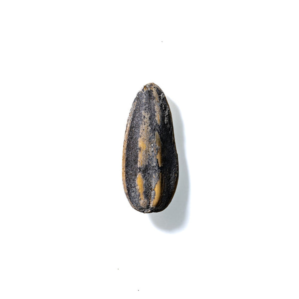 Sunflower Seed No. 354