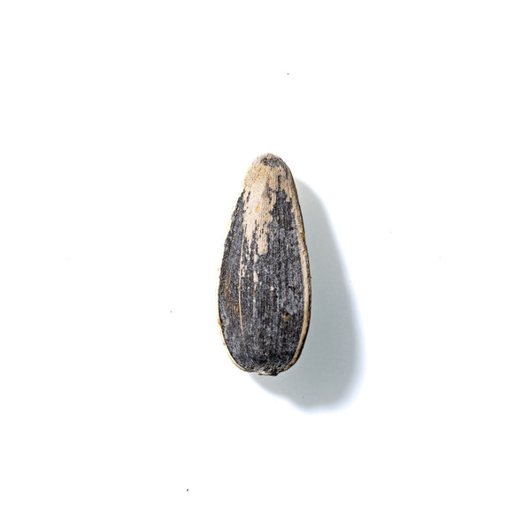 Sunflower Seed No. 358