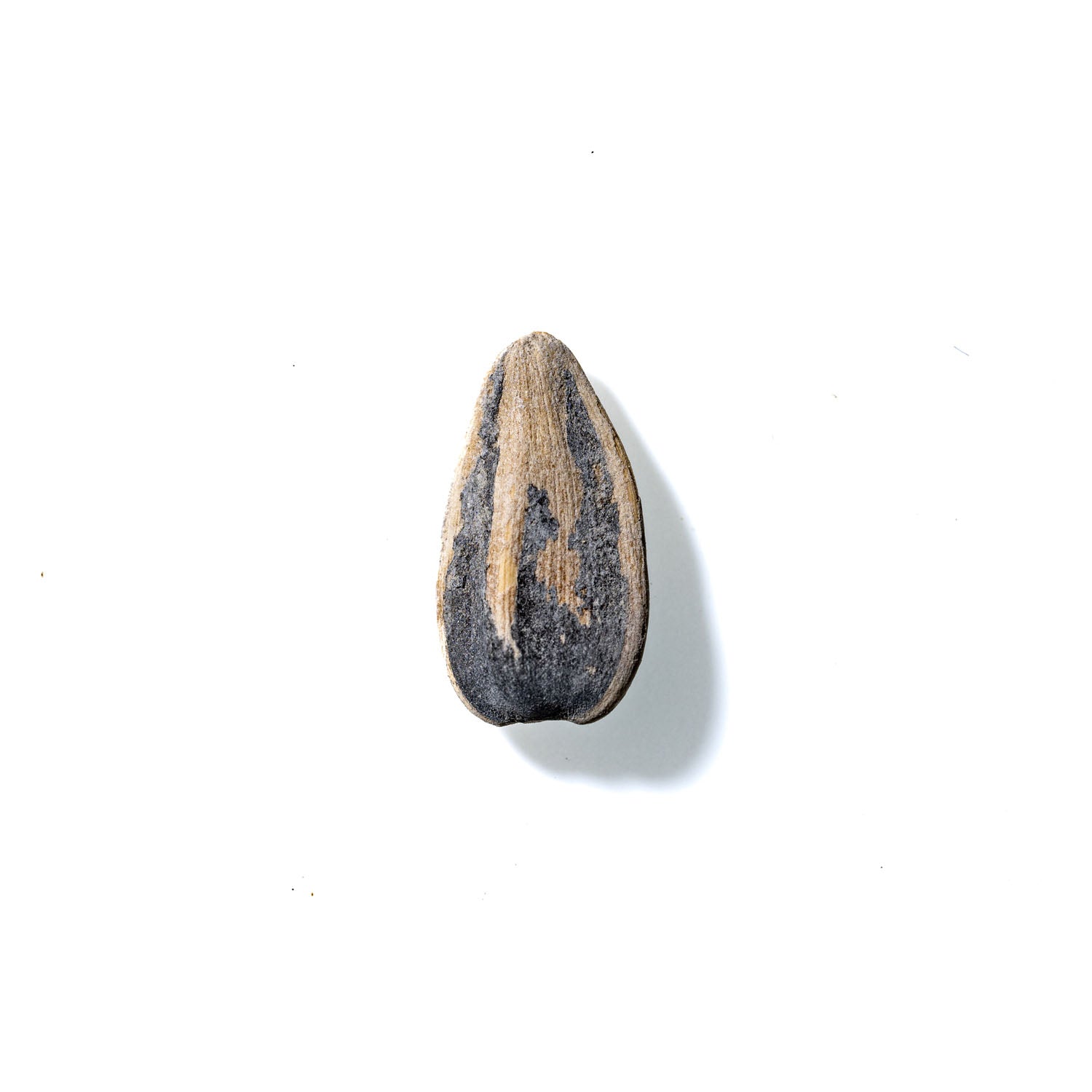 Sunflower Seed No. 363