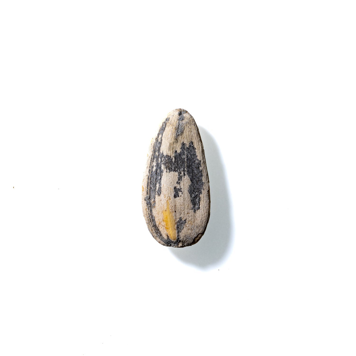 Sunflower Seed No. 365