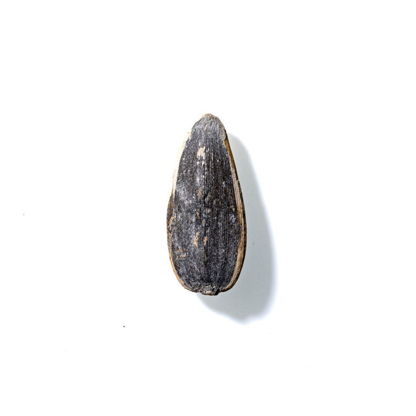 Sunflower Seed No. 373