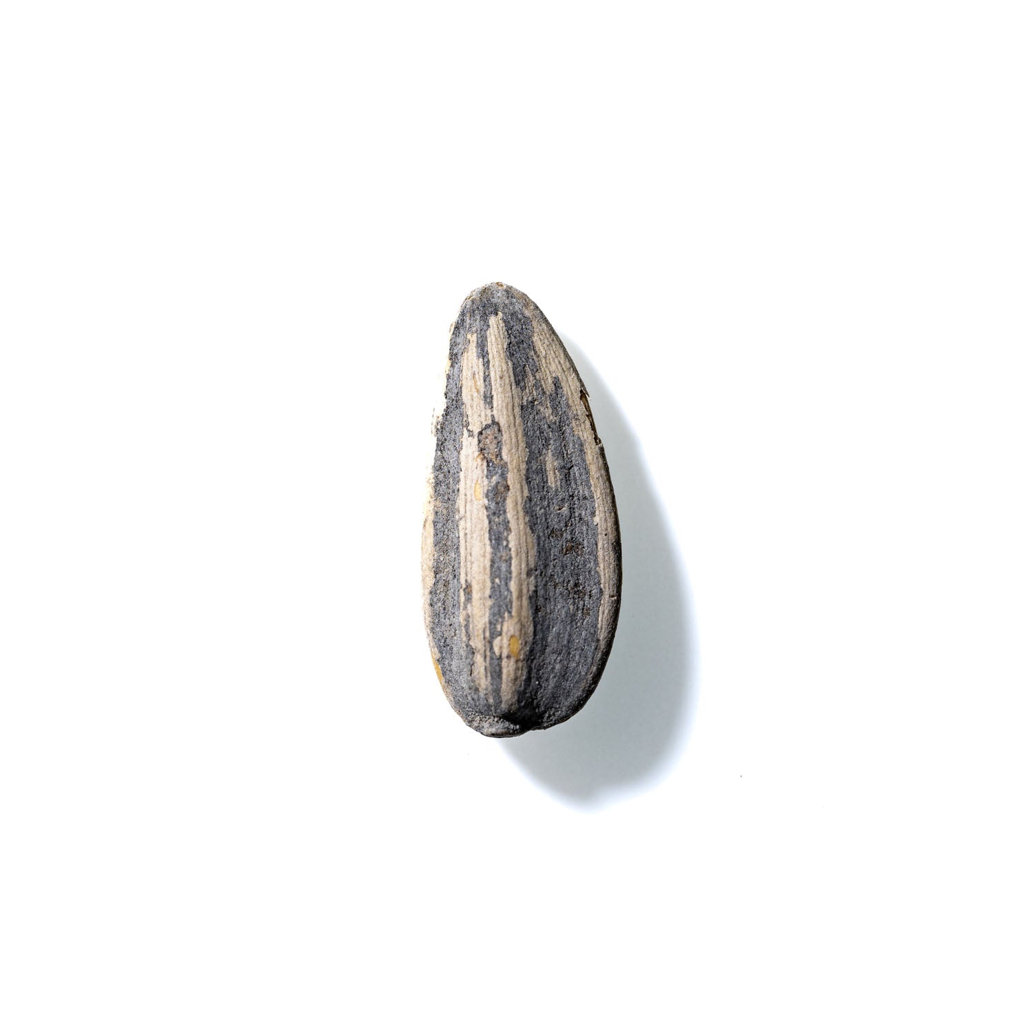 Sunflower Seed No. 381