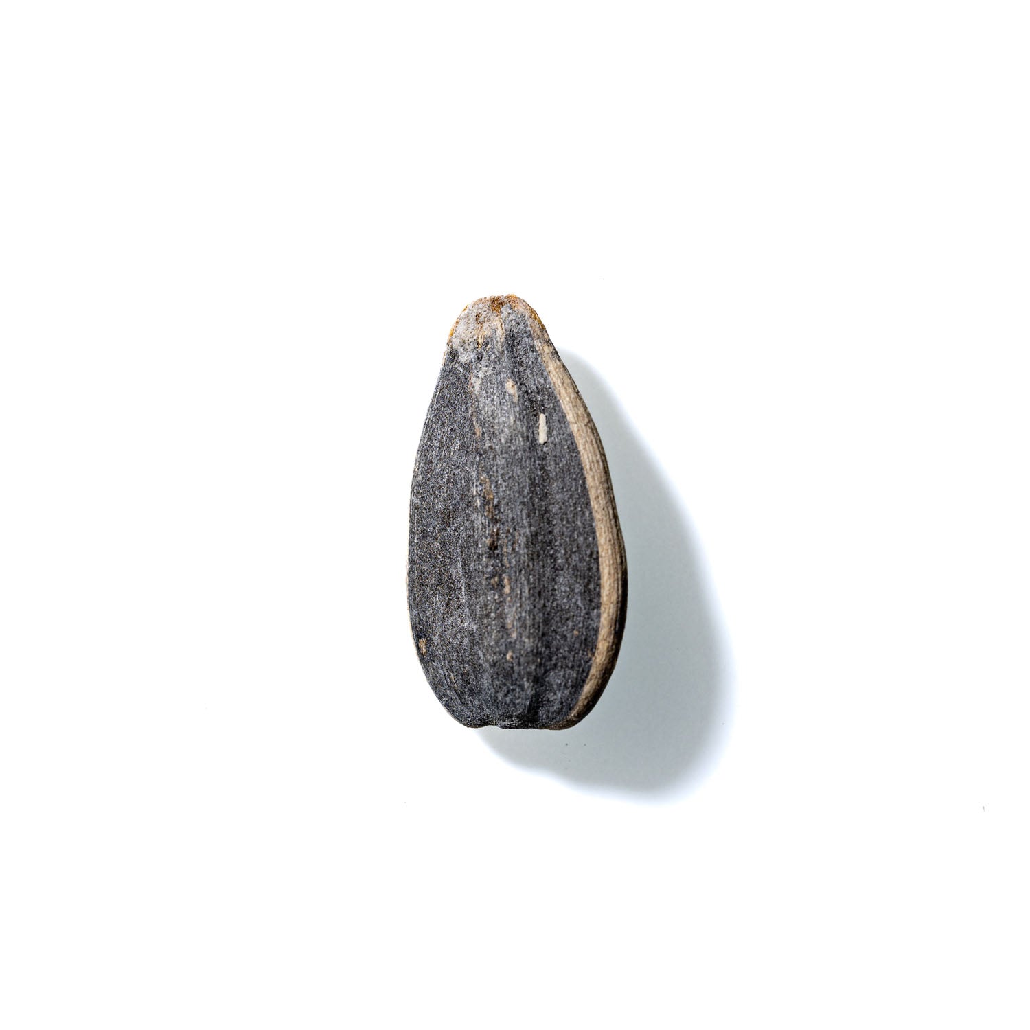 Sunflower Seed No. 384