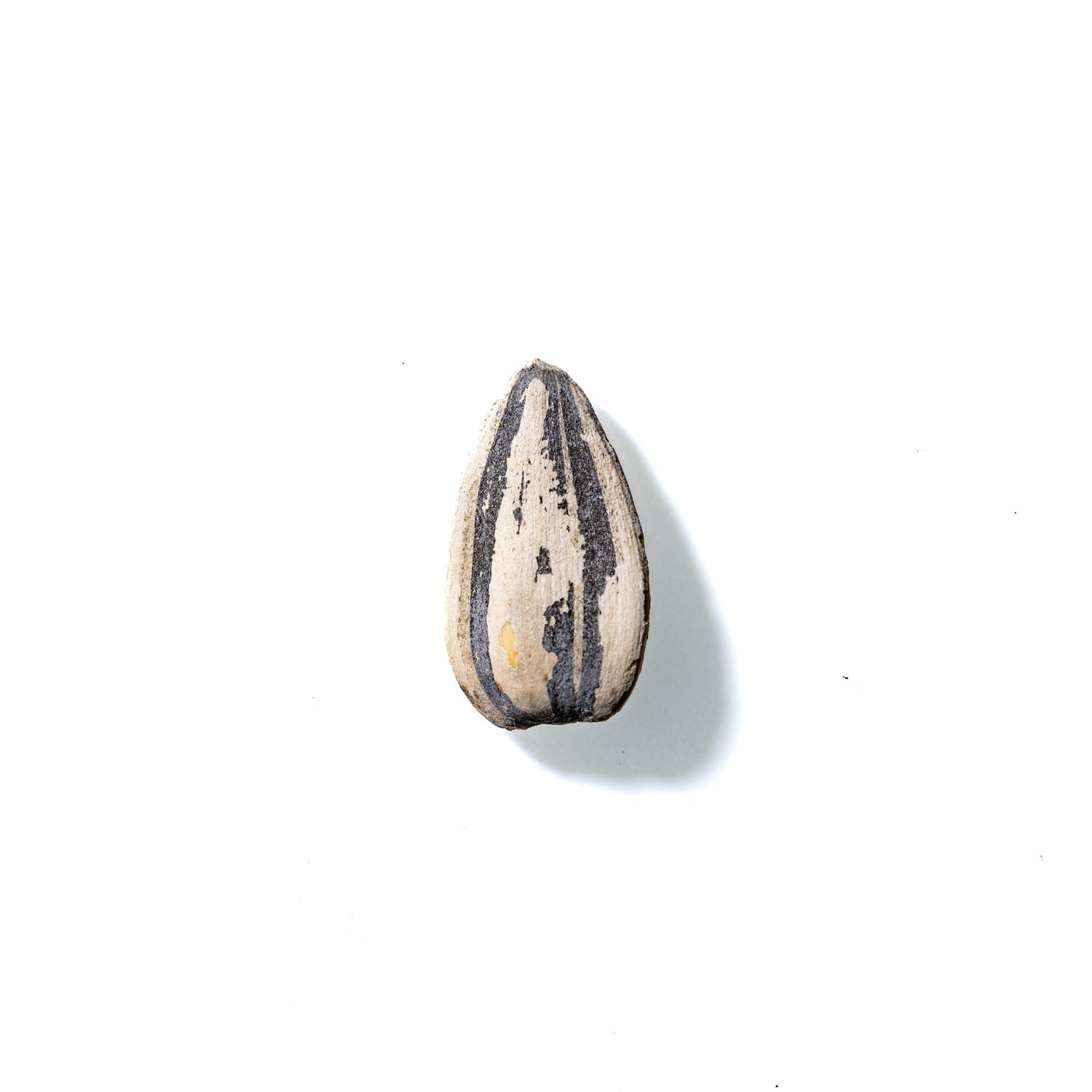 Sunflower Seed No. 391