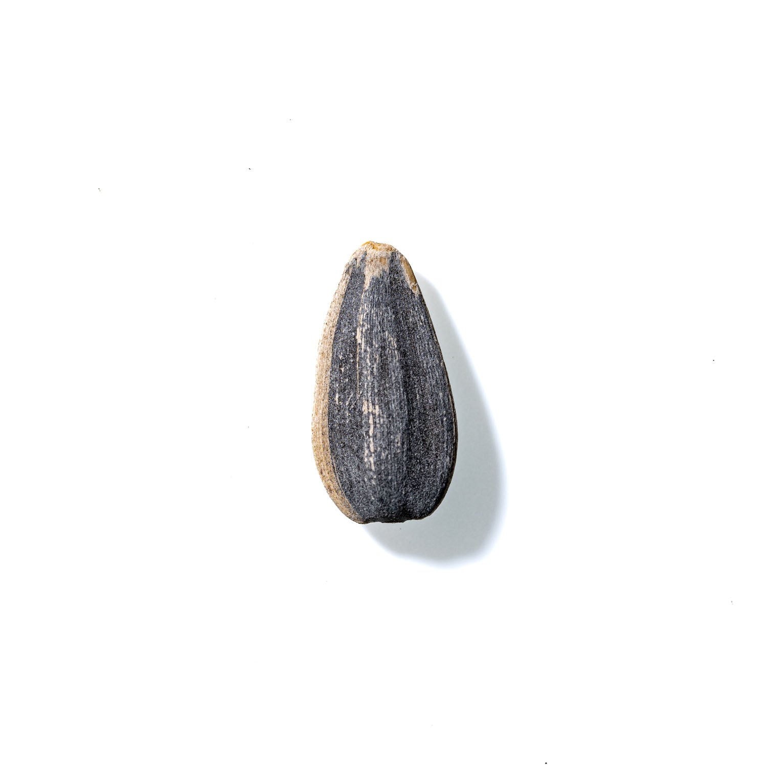 Sunflower Seed No. 393