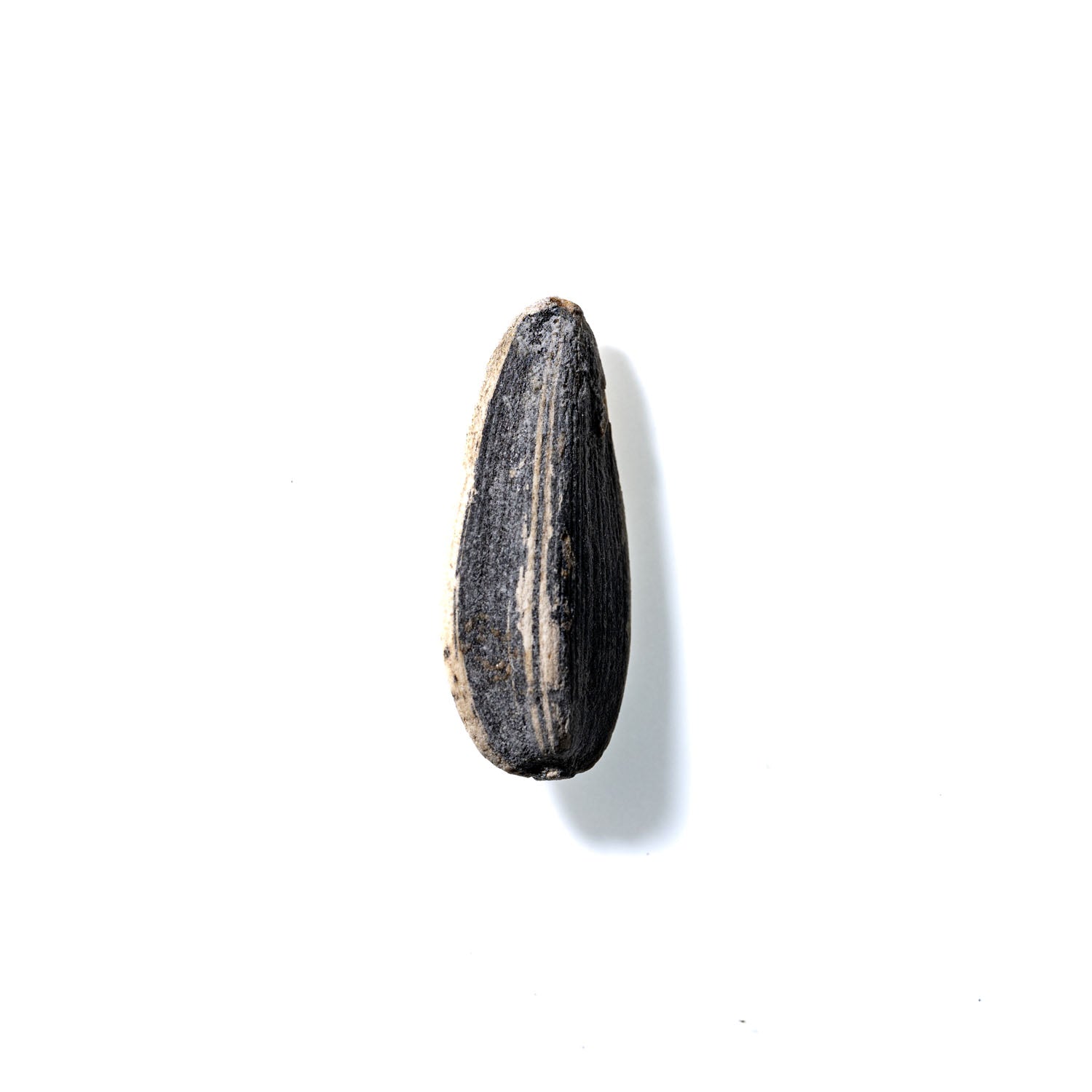 Sunflower Seed No. 413