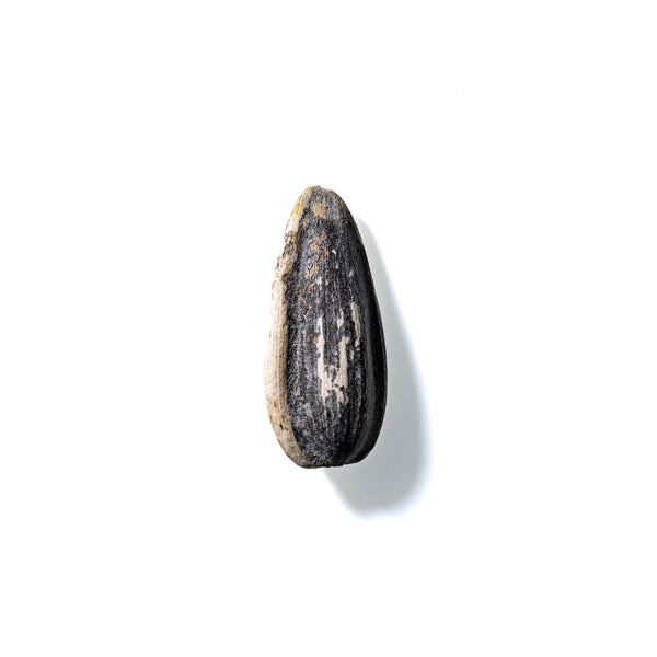 Sunflower Seed No. 427