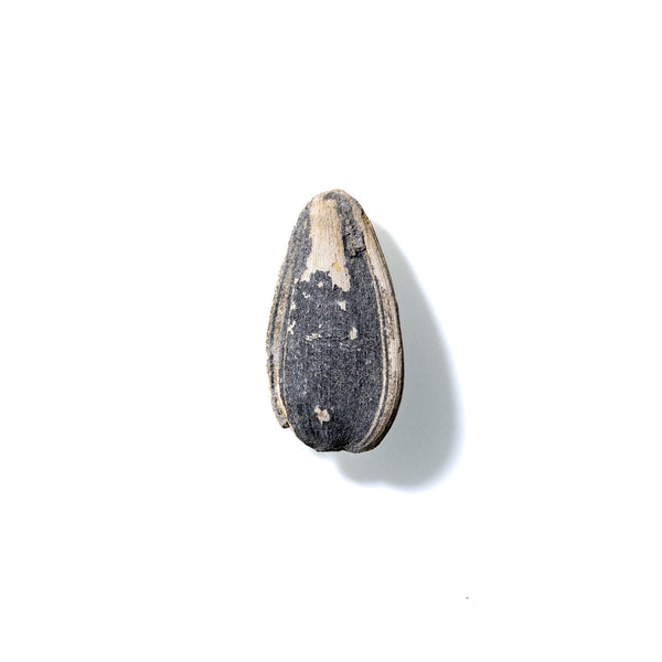 Sunflower Seed No. 431