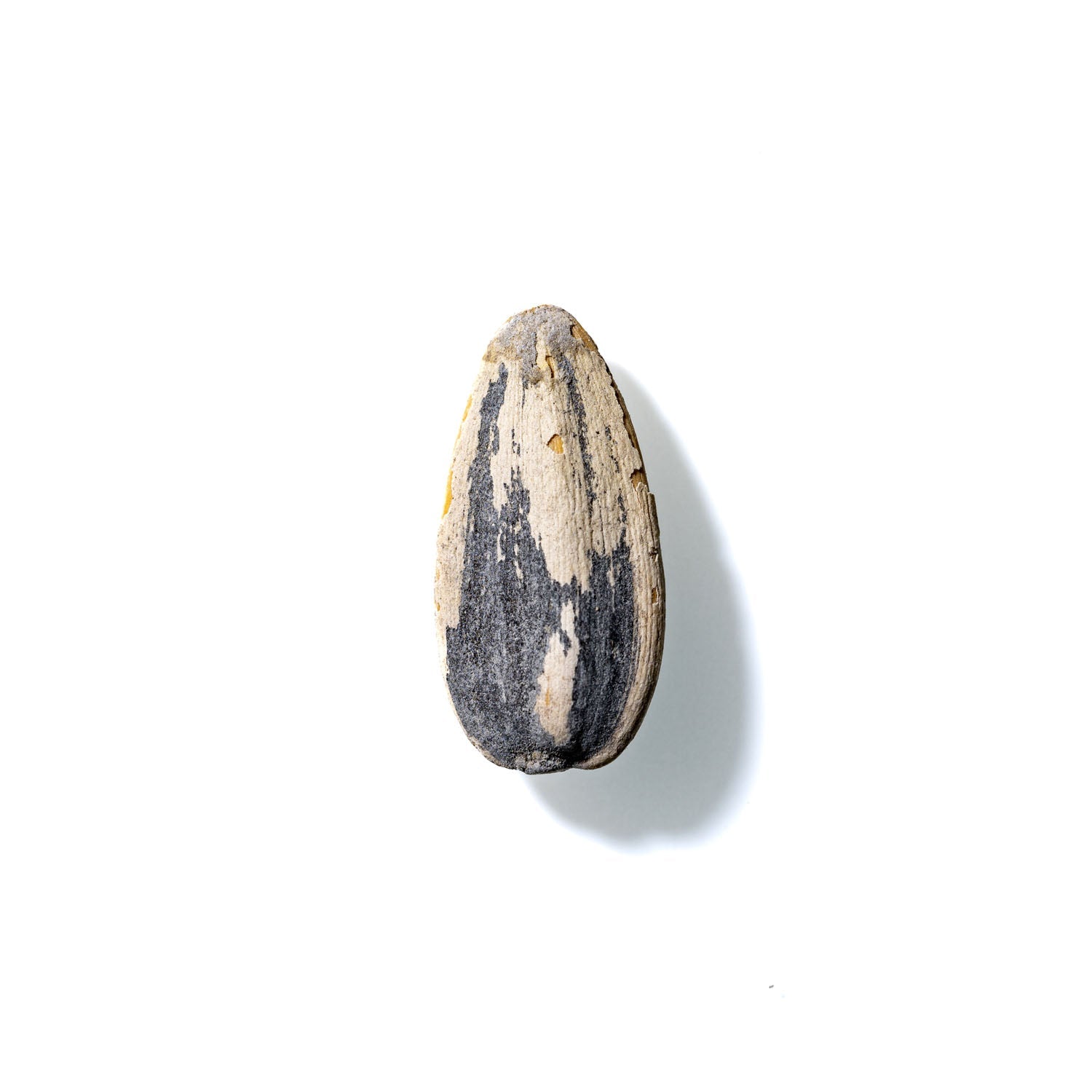 Sunflower Seed No. 432