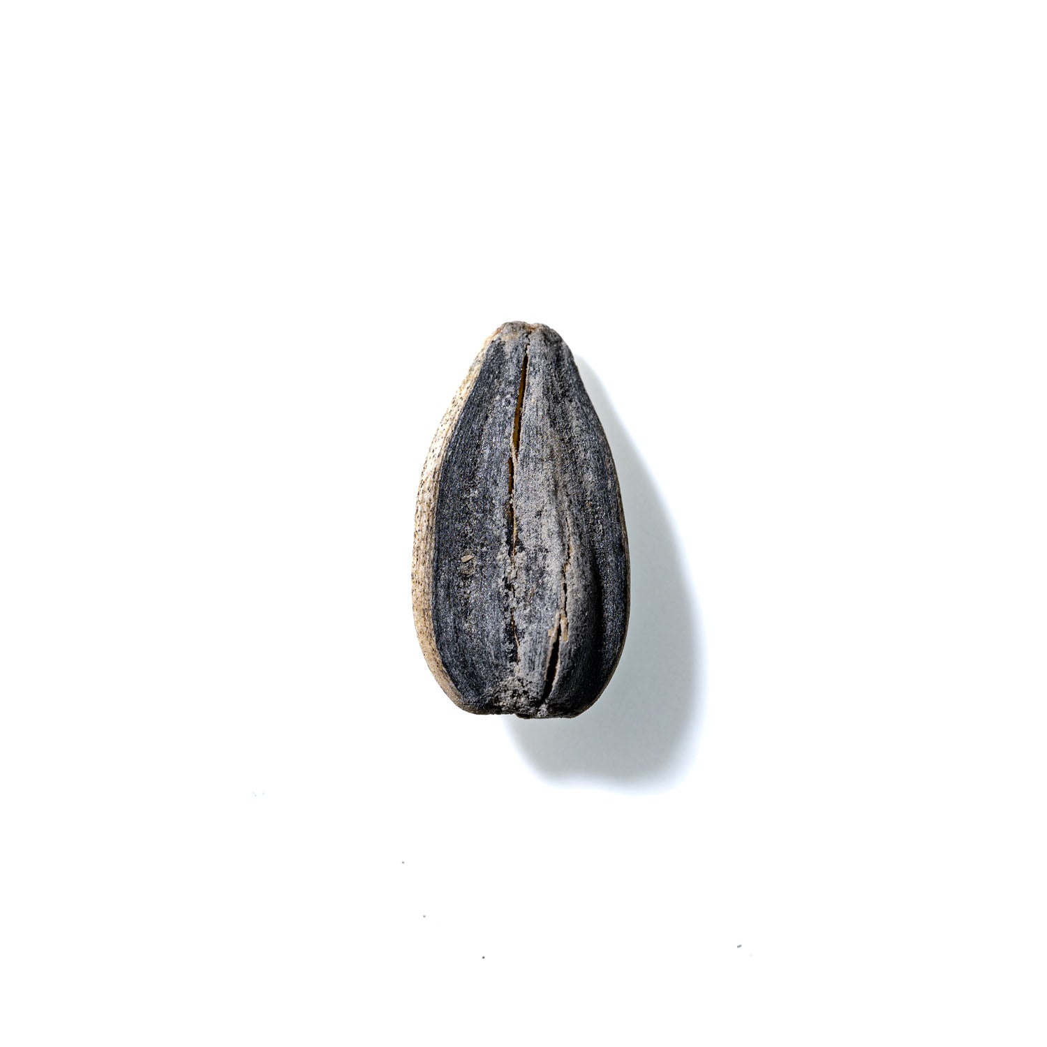 Sunflower Seed No. 434