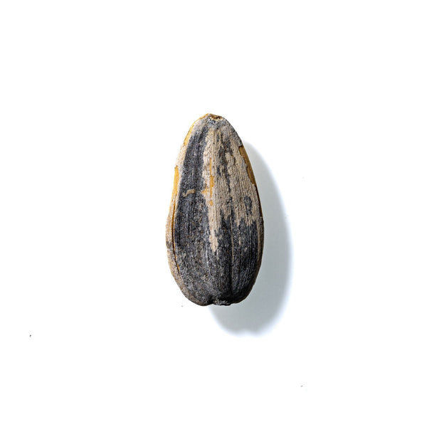 Sunflower Seed No. 435