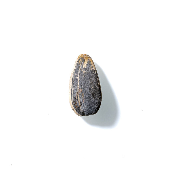 Sunflower Seed No. 440